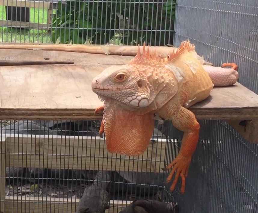 /Iguanas/Green-Color-Morphs/Albino-Hatchling/Adult Male Albino with Het Females Albinos_Moment - Copy.jpg